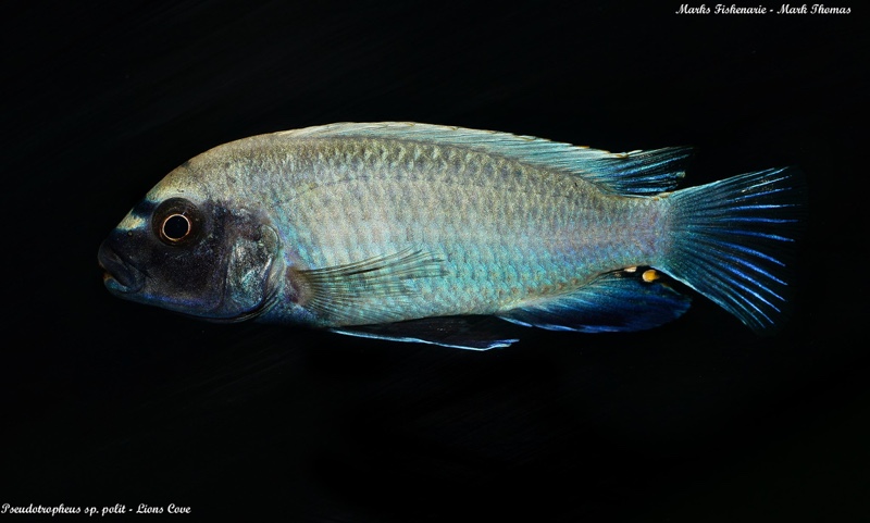 Pseudotropheus sp. 'polit' Lion's Cove